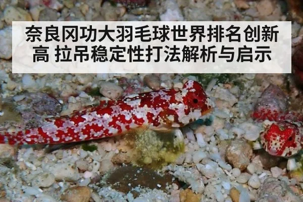 奈良冈功大羽毛球世界排名创新高 拉吊稳定性打法解析与启示